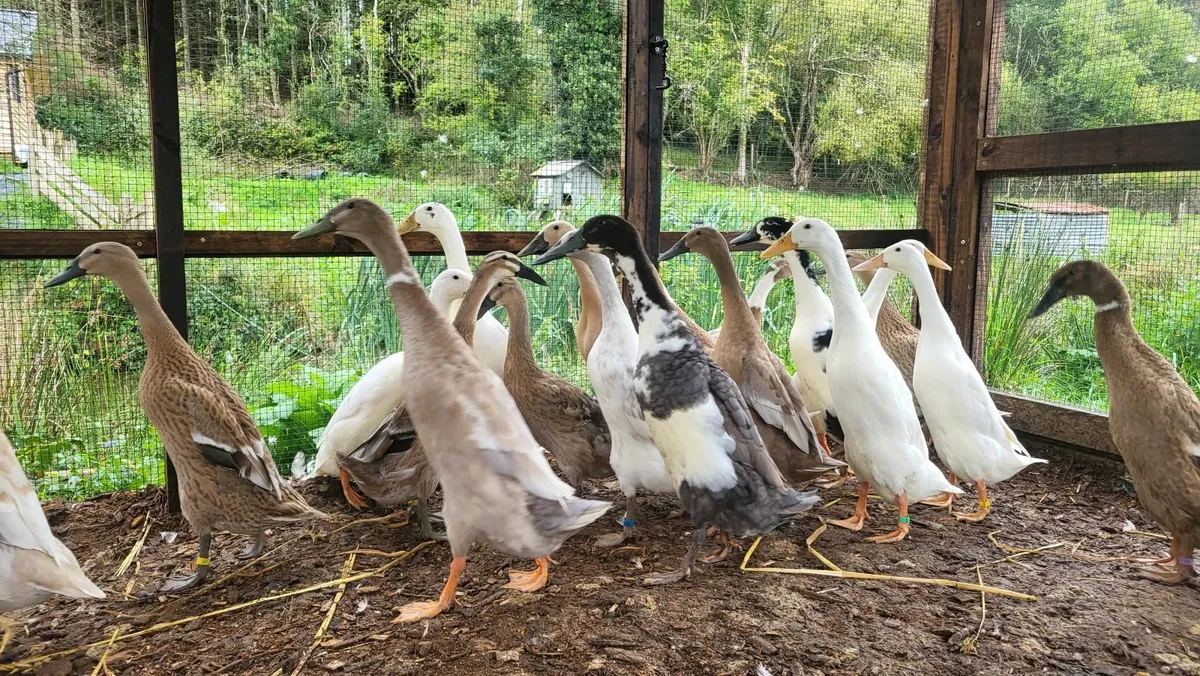 Indian Runner Ducks - Image 1