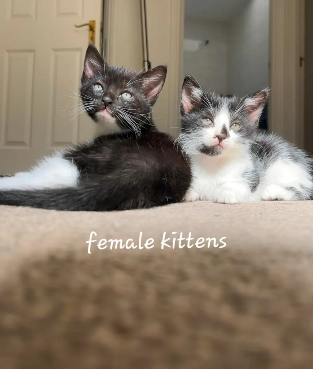 Adorable Kittens Looking for Loving Homes - Image 1