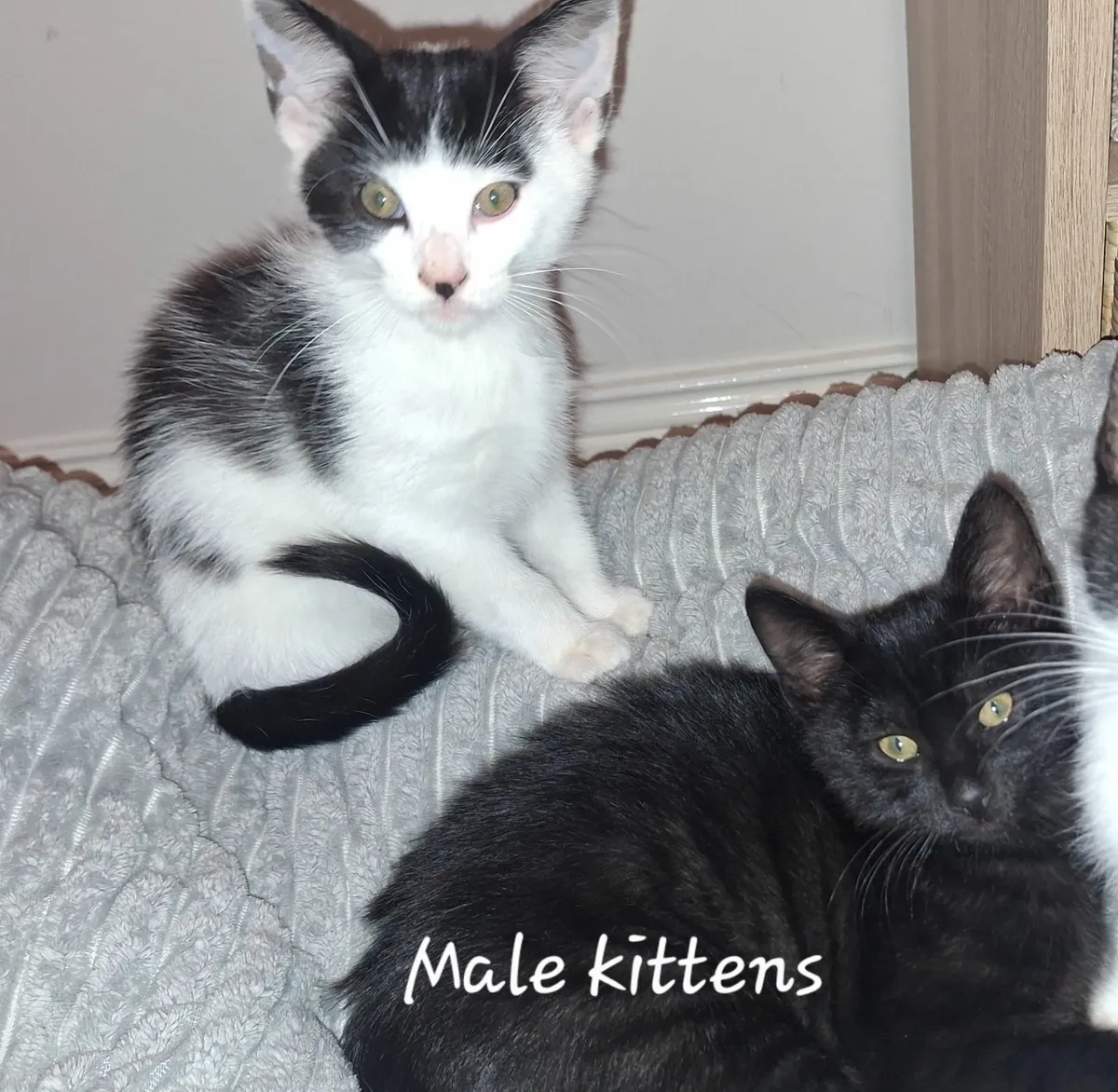 Adorable Kittens Looking for Loving Homes - Image 2