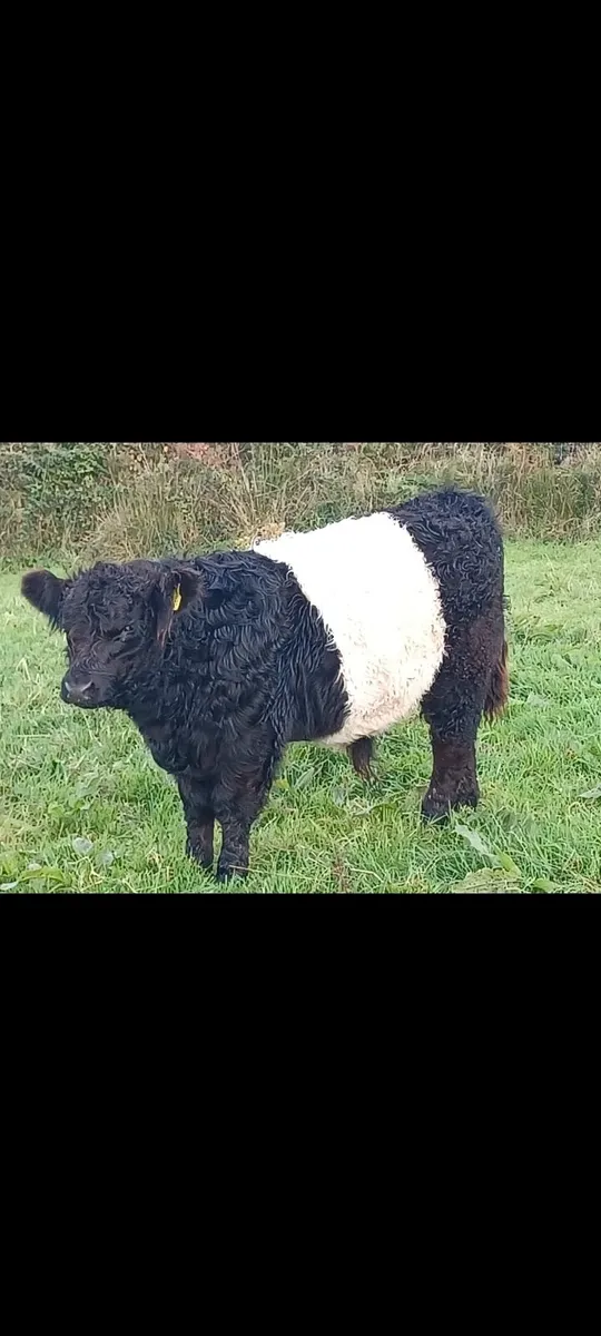 Purebred Belted Galloway Weanling Bull - Image 1