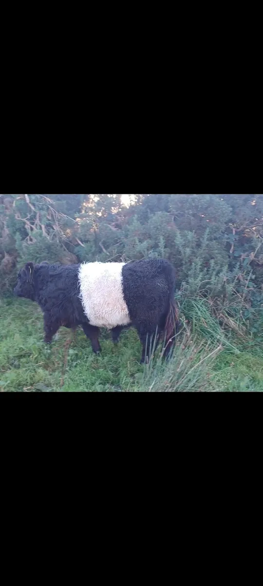 Purebred Belted Galloway Weanling Bull - Image 3