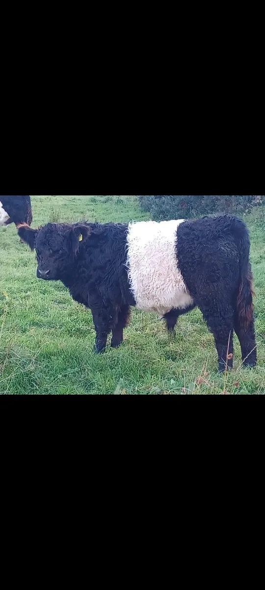 Purebred Belted Galloway Weanling Bull - Image 4