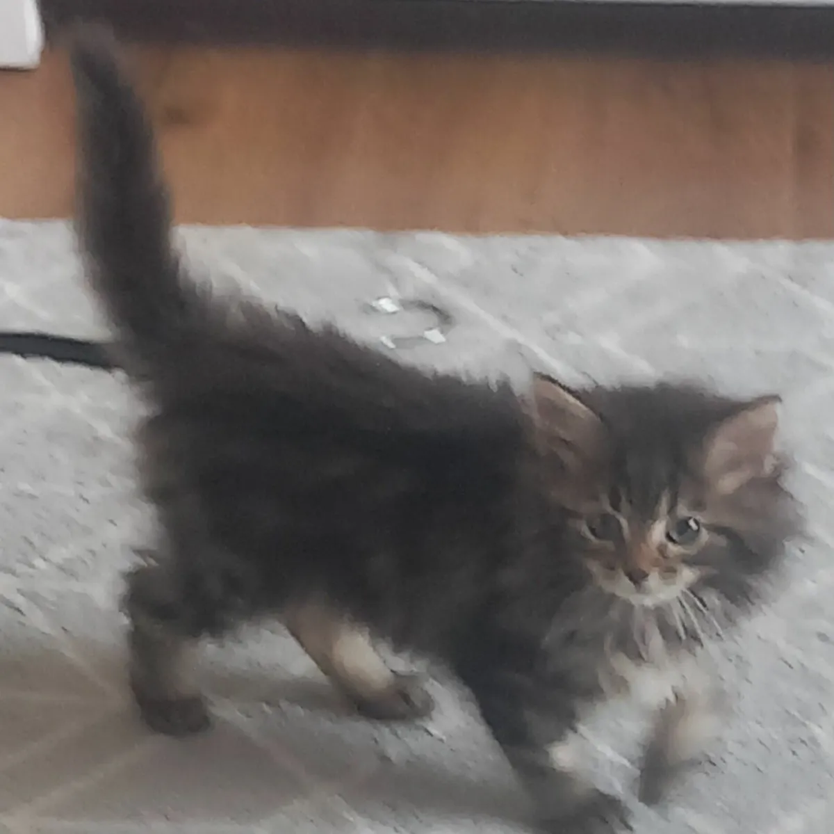Beautiful long haired kittens - Image 3