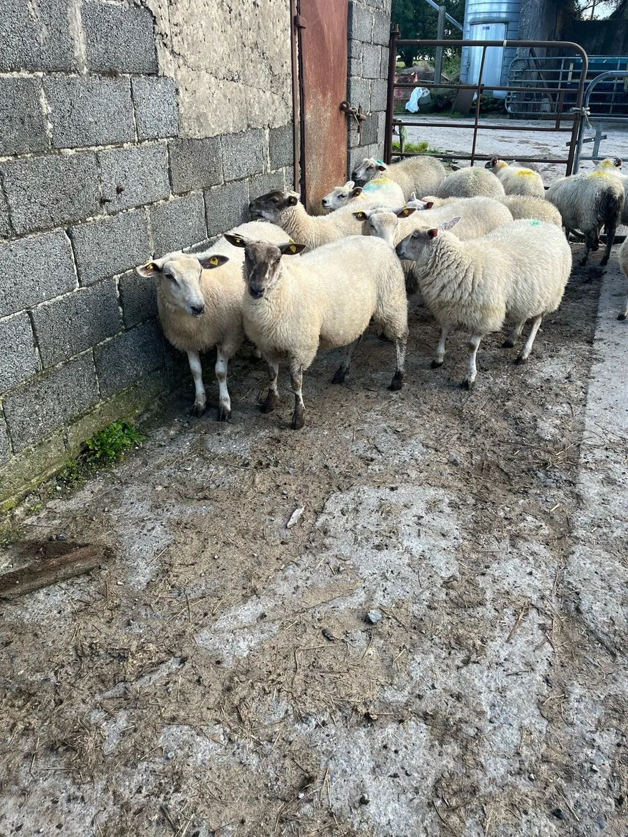 ewe lambs - Image 1