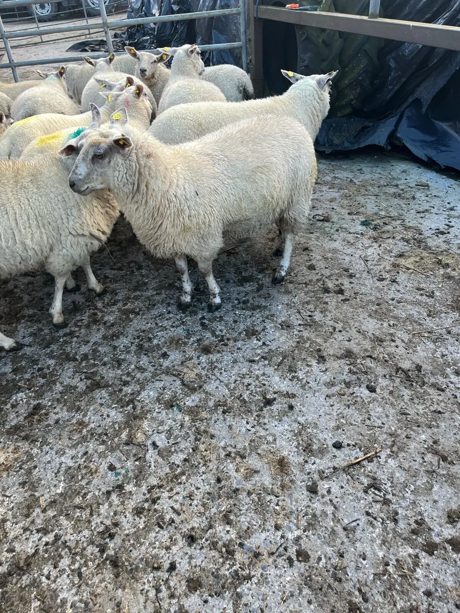 ewe lambs - Image 3