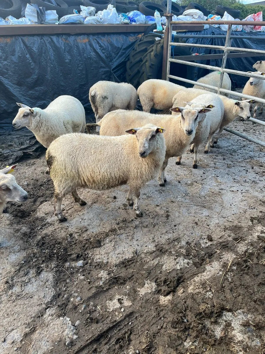 ewe lambs - Image 4