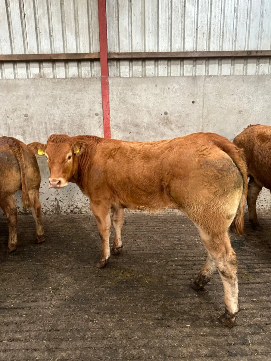 Lim Bulling heifers - Image 2