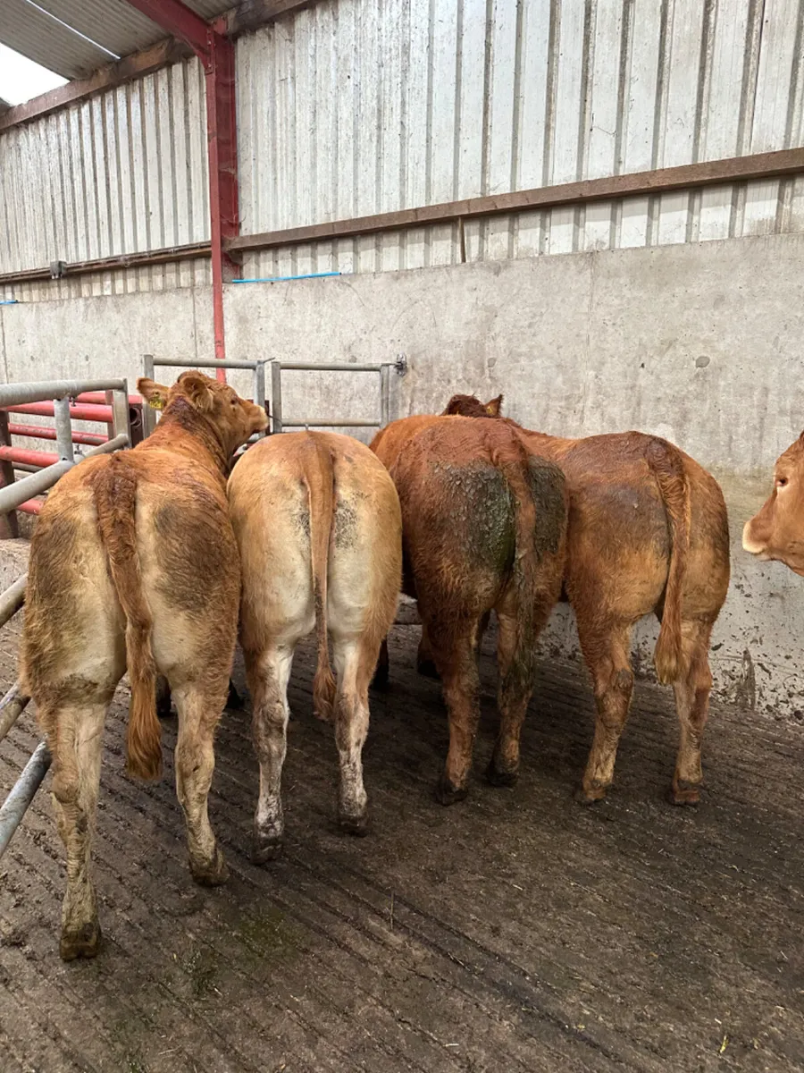 Lim Bulling heifers - Image 3