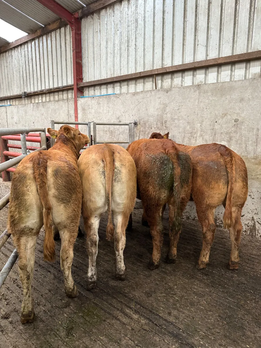 Lim Bulling heifers - Image 1
