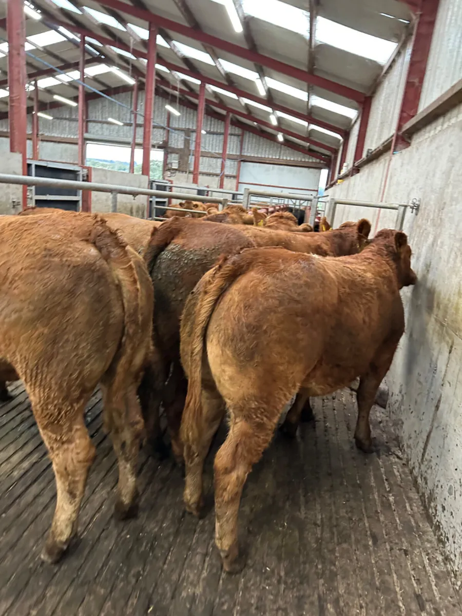 Lim Bulling heifers - Image 4