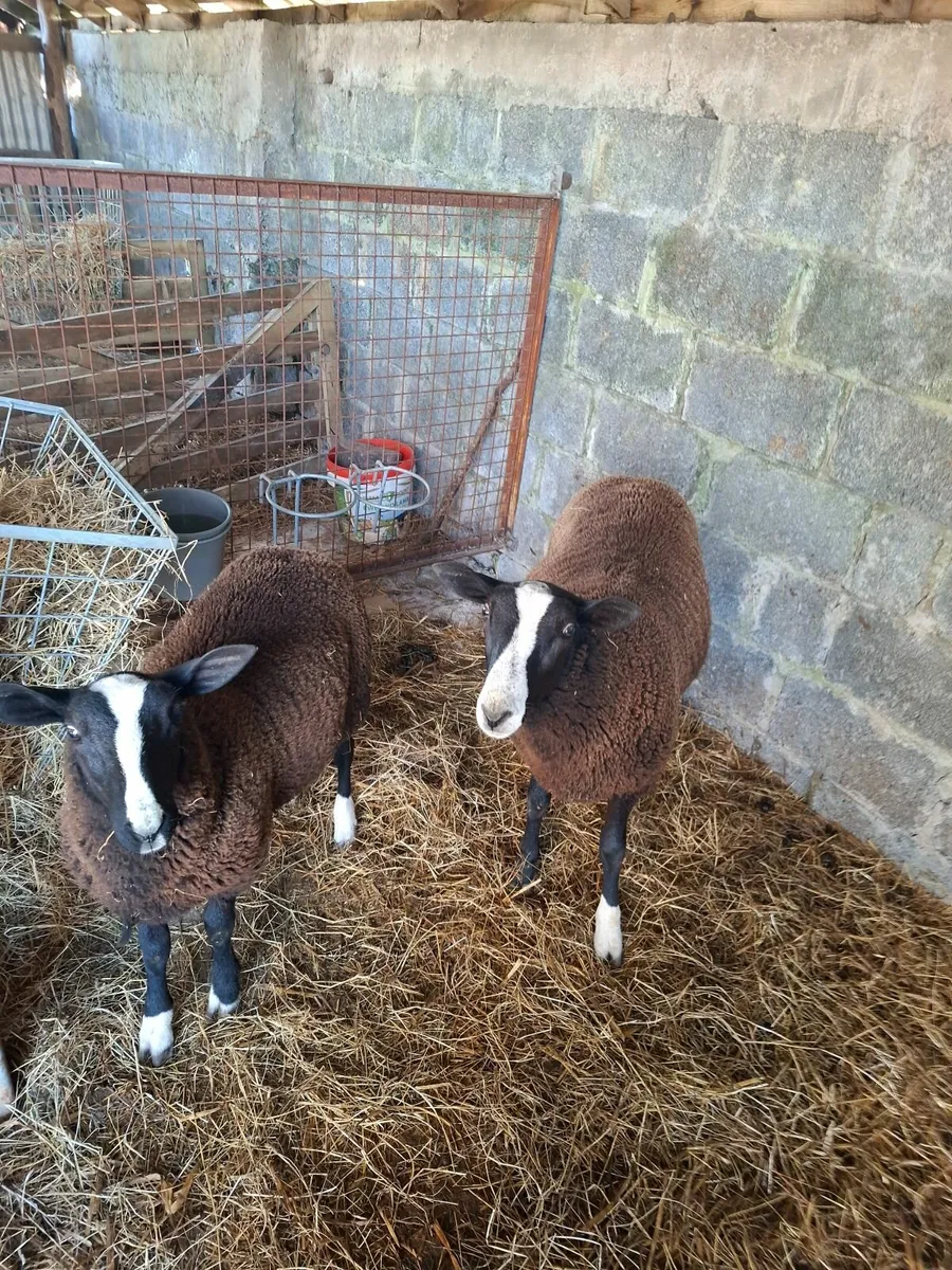 Ram lamb - Image 1