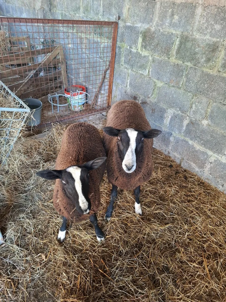 Ram lamb - Image 2