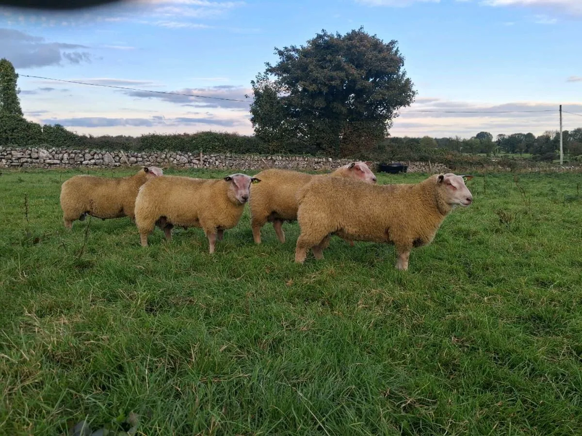 Athenry Mart multibreed sale - Image 1