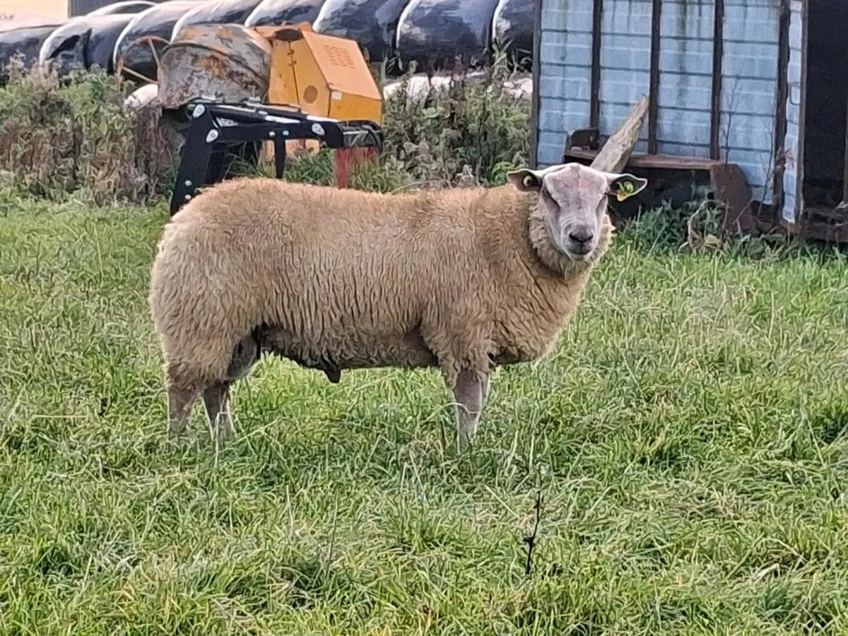 Athenry Mart multibreed sale - Image 2
