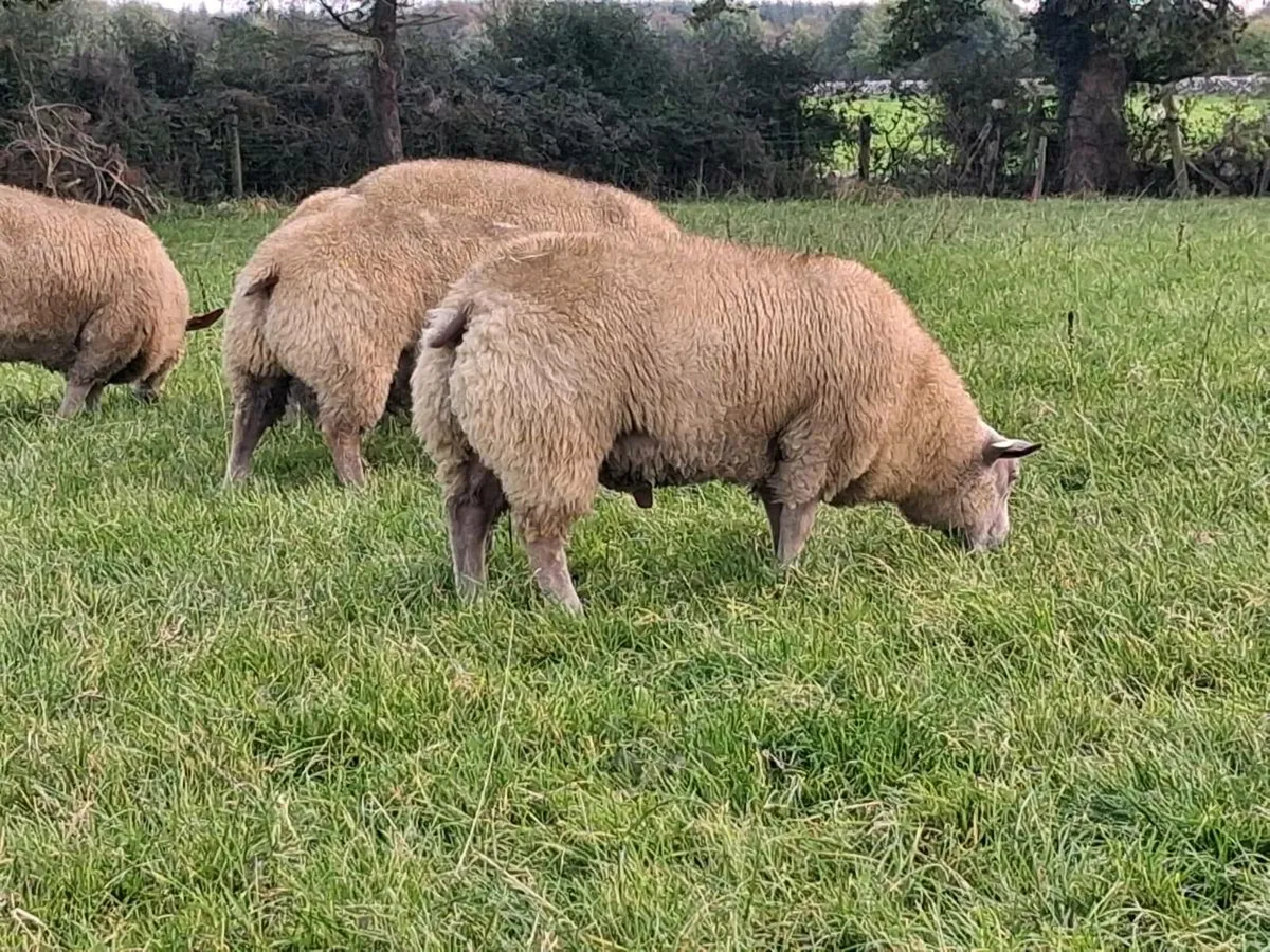 Athenry Mart multibreed sale - Image 3