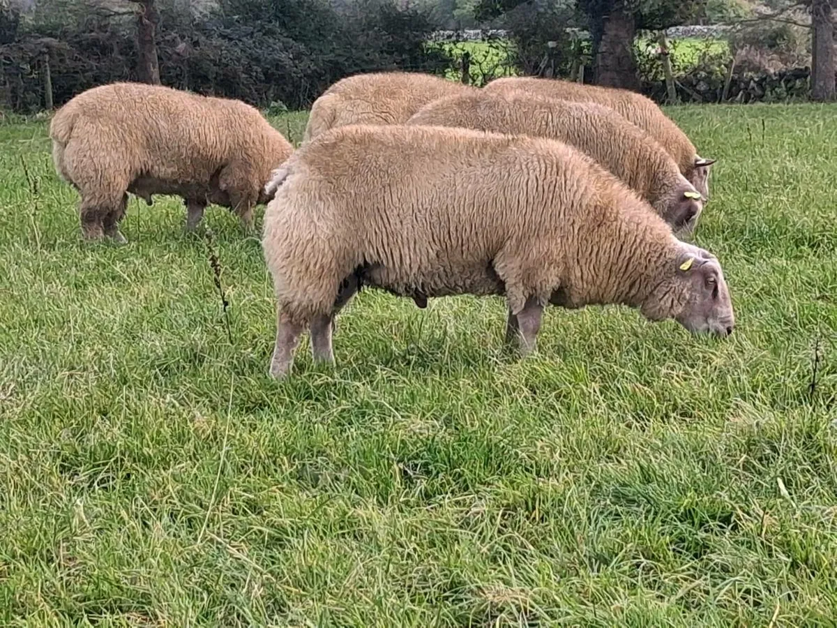 Athenry Mart multibreed sale - Image 4