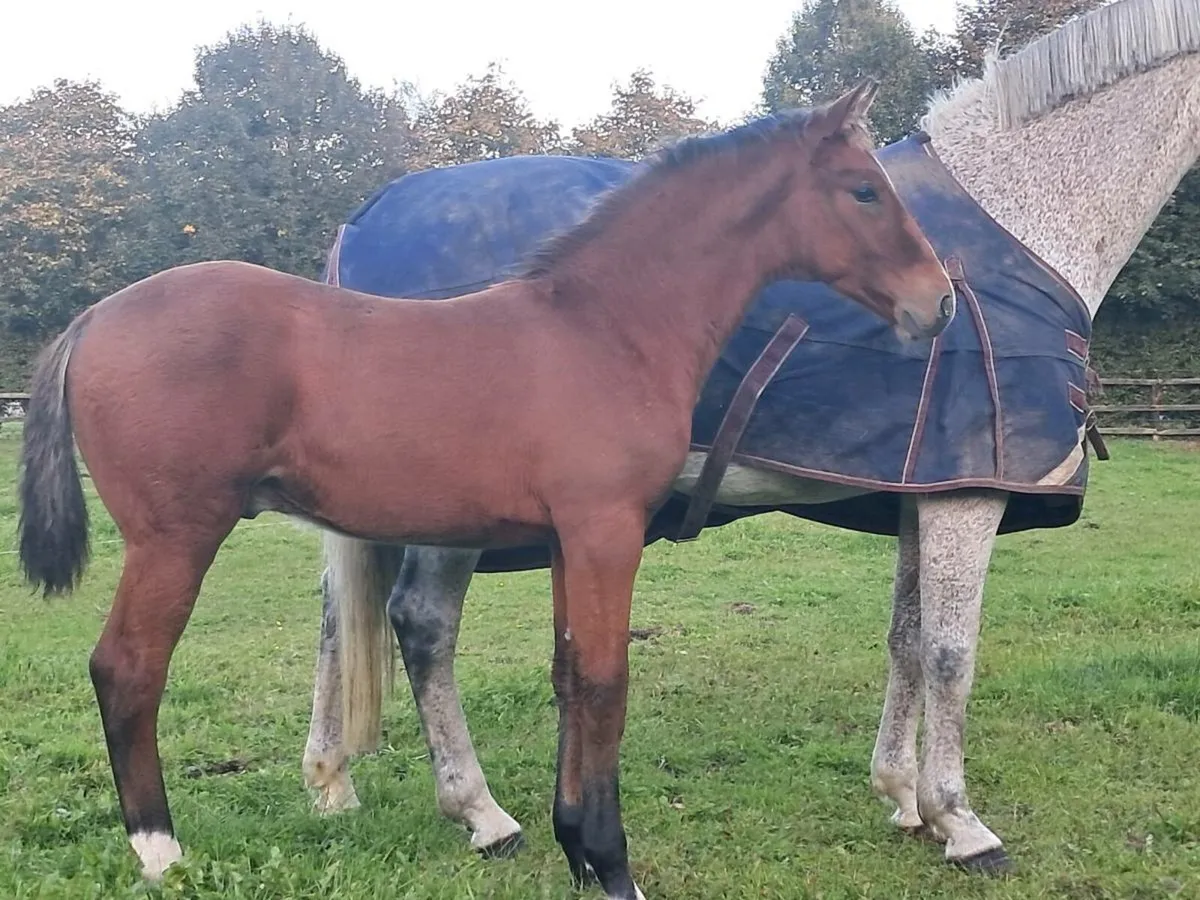 Carrera Colt foal & Diarado Filly Foal - Image 1