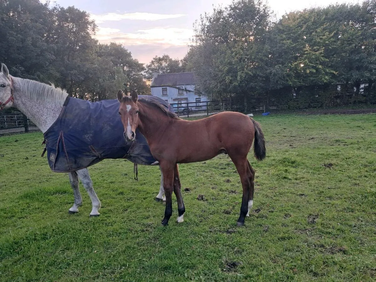 Carrera Colt foal & Diarado Filly Foal - Image 3