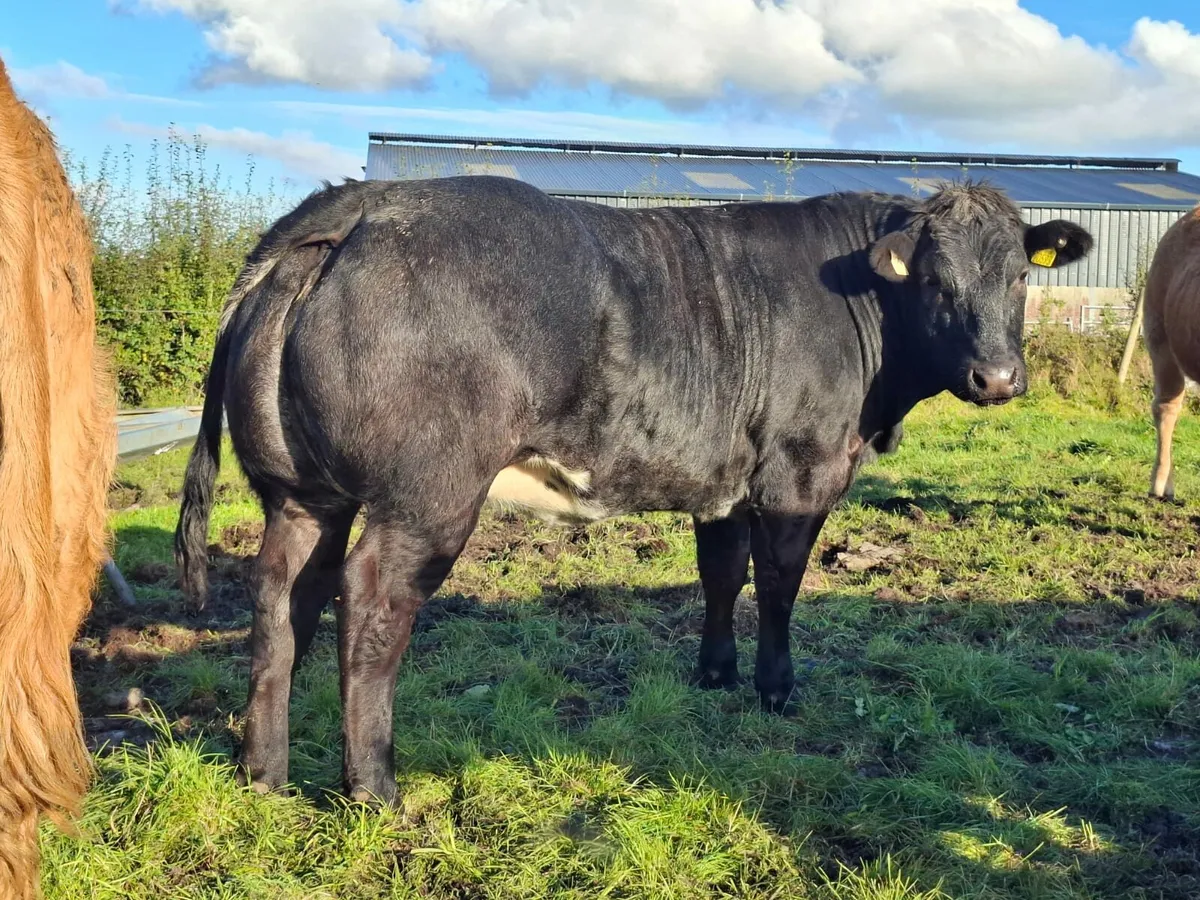 Heifers for sale Balla Mart - Image 1