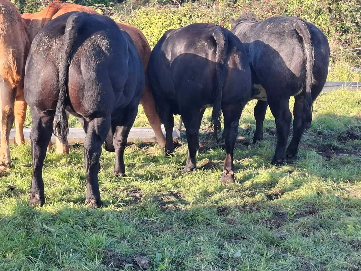 Heifers for sale Balla Mart - Image 3