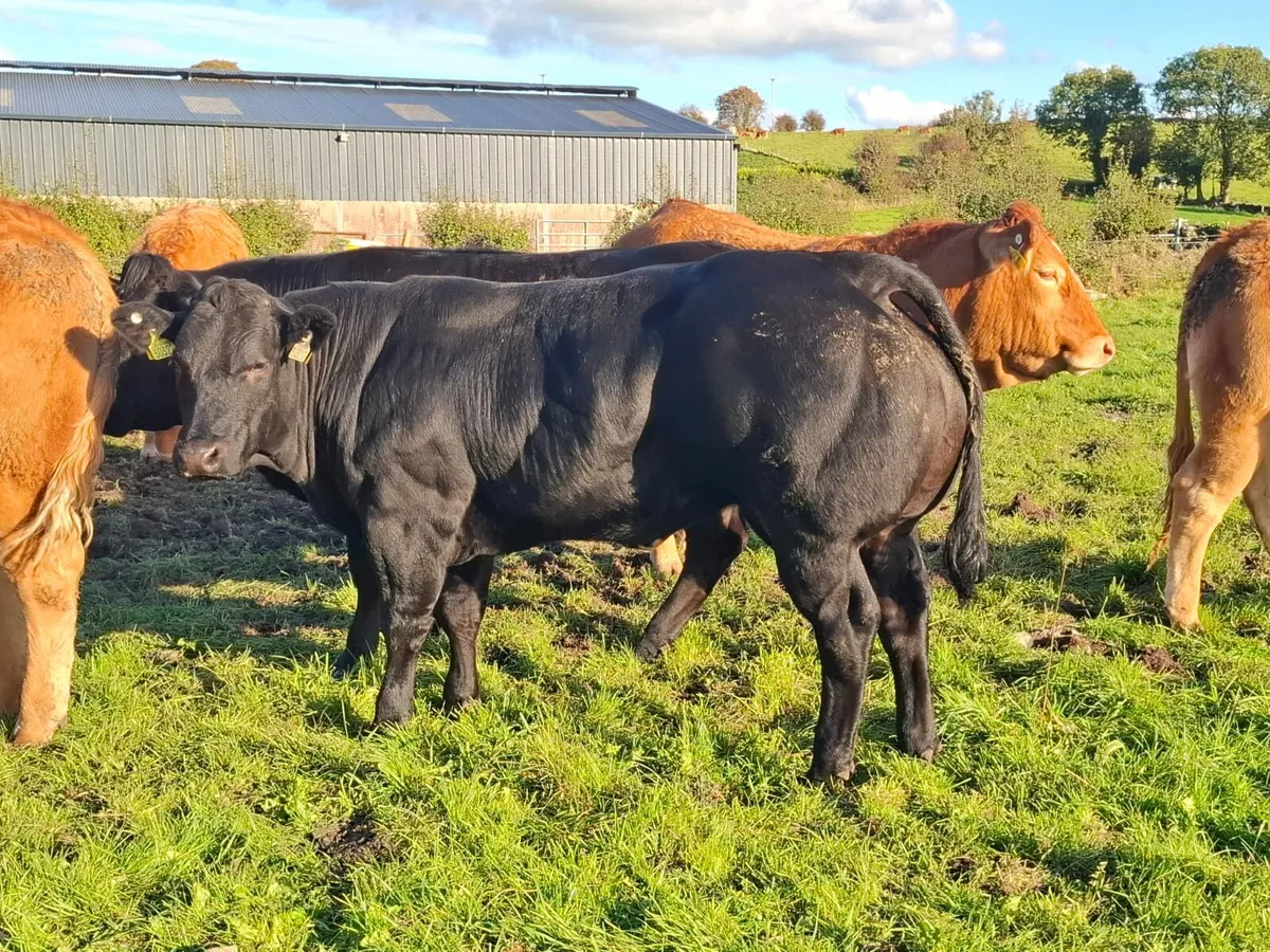 Heifers for sale Balla Mart - Image 4