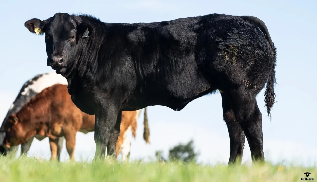 Heifer weanlings - Image 2