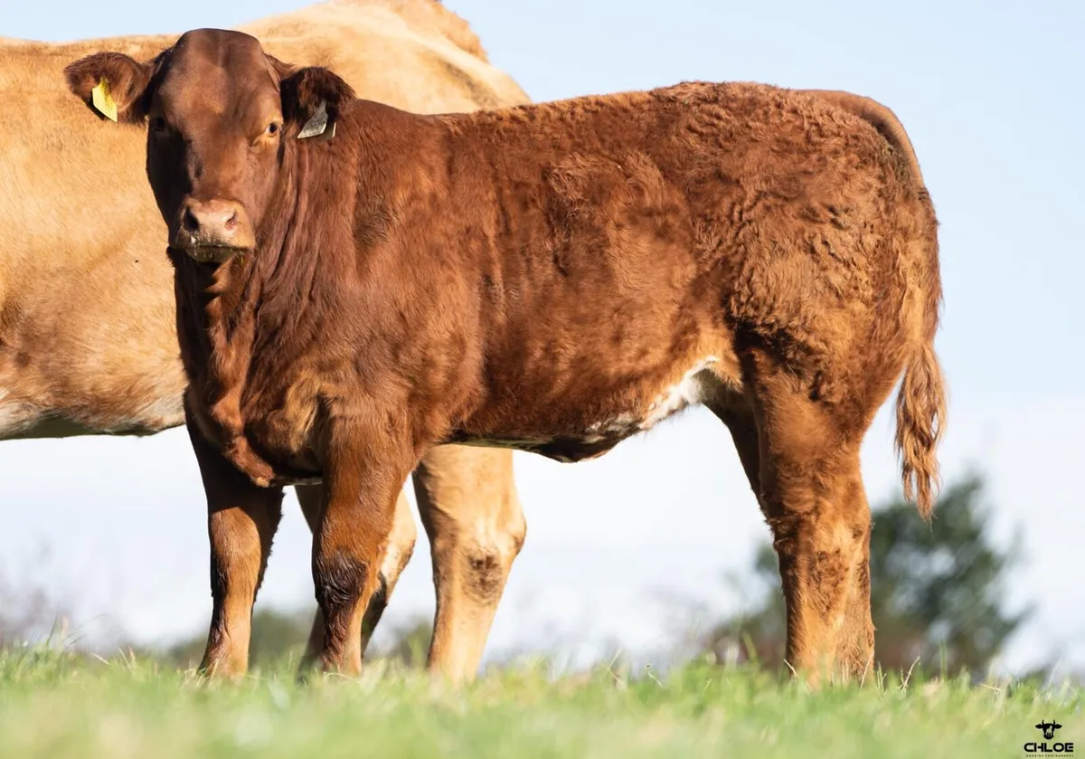 Heifer weanlings - Image 3