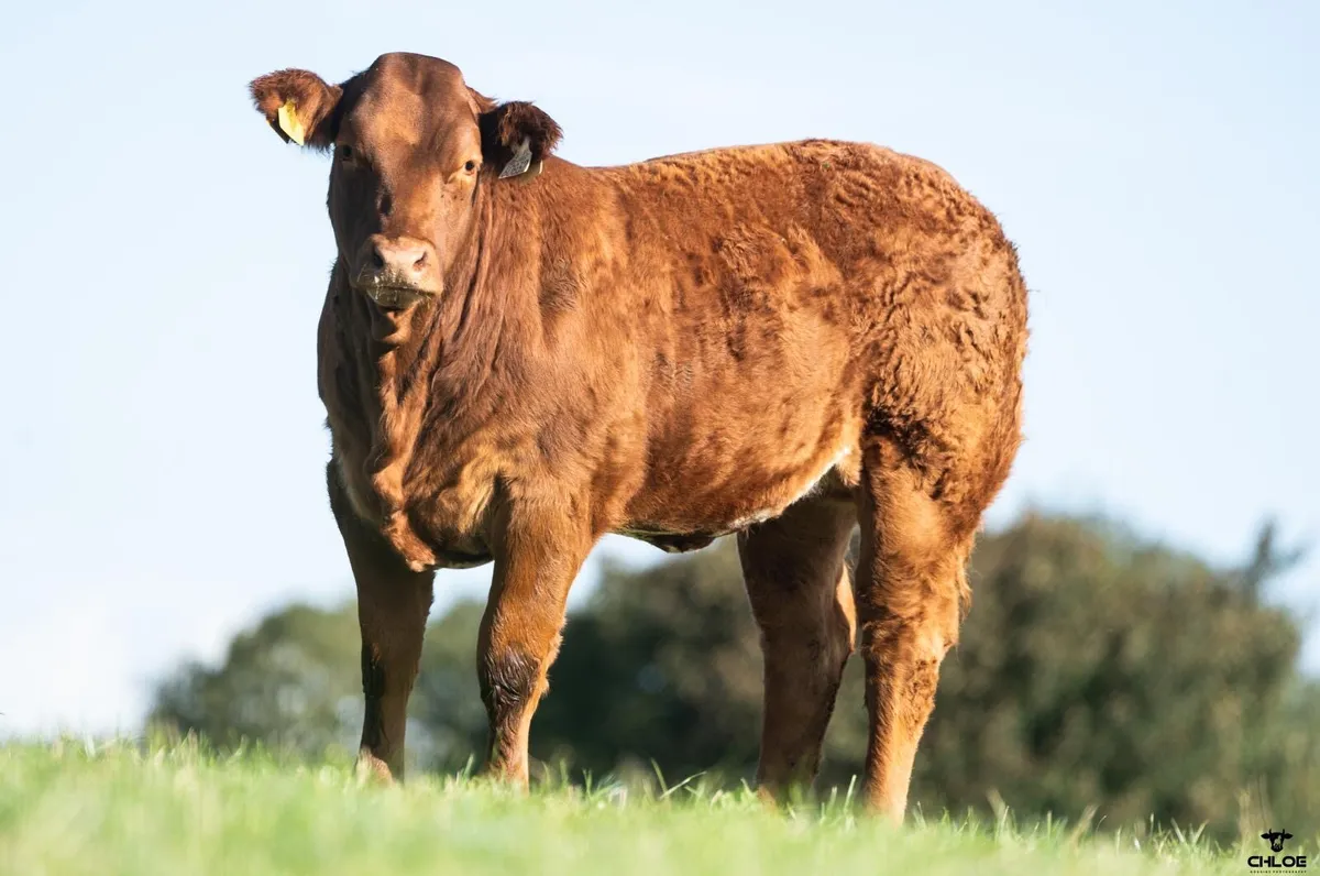Heifer weanlings - Image 4