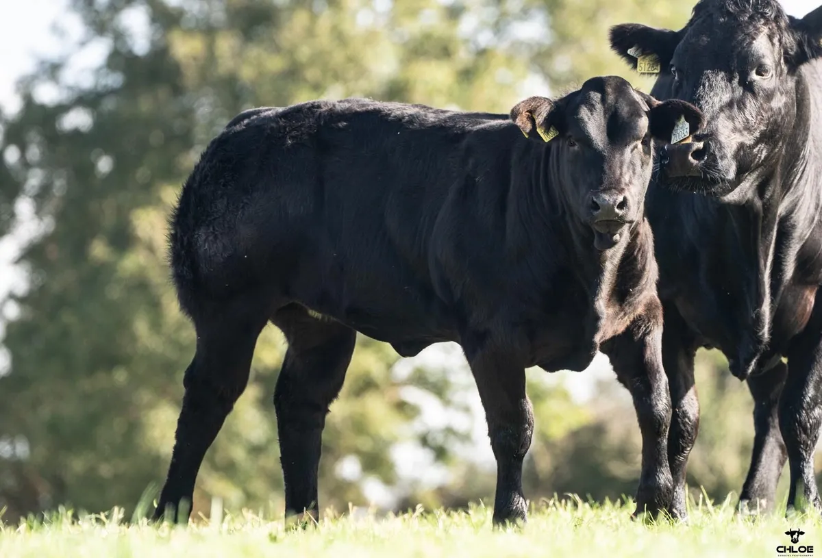 Heifer weanlings - Image 1