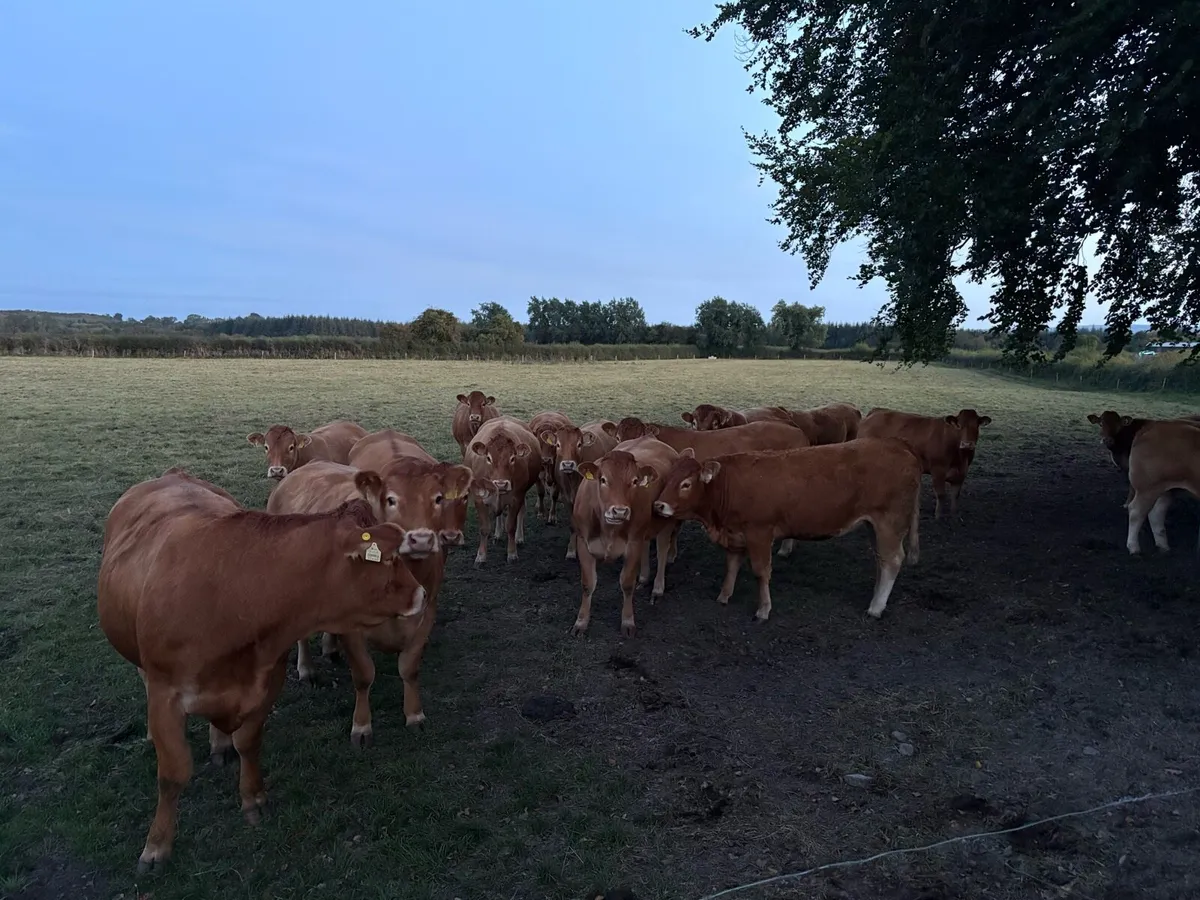 Pedigree Limousin incalf heifers - Image 1