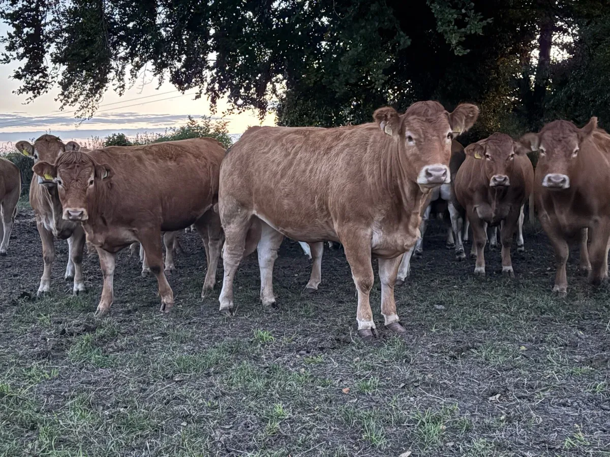 Pedigree Limousin incalf heifers - Image 2