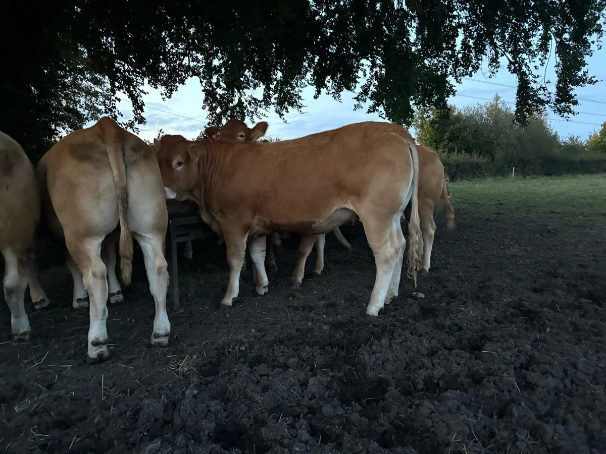 Pedigree Limousin incalf heifers - Image 3