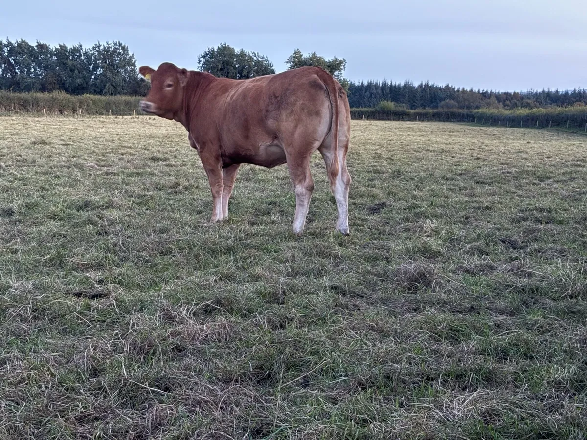 Pedigree Limousin incalf heifers - Image 4