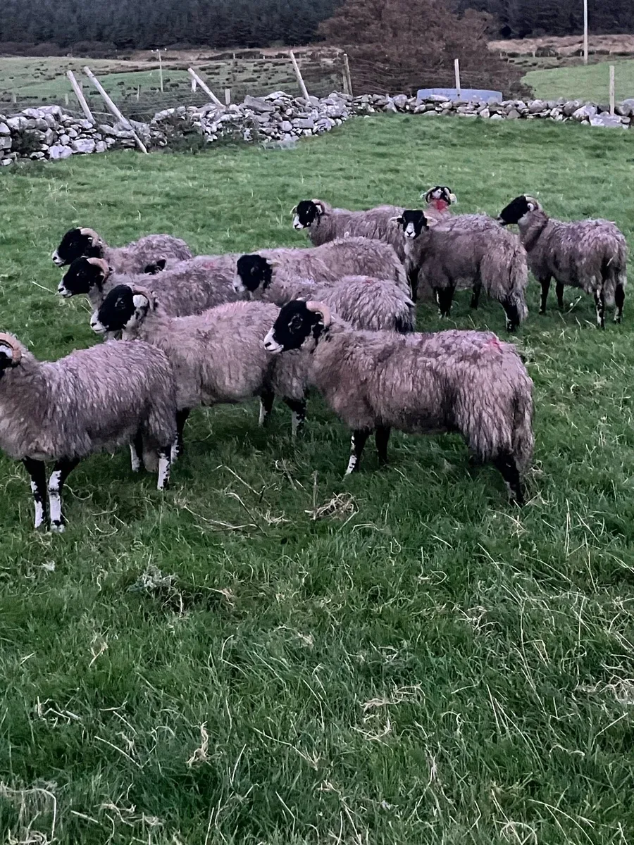 Swaledale ewe lambs - Image 2