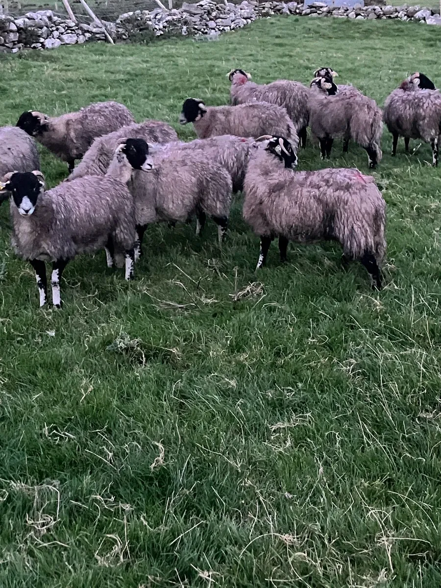 Swaledale ewe lambs - Image 3