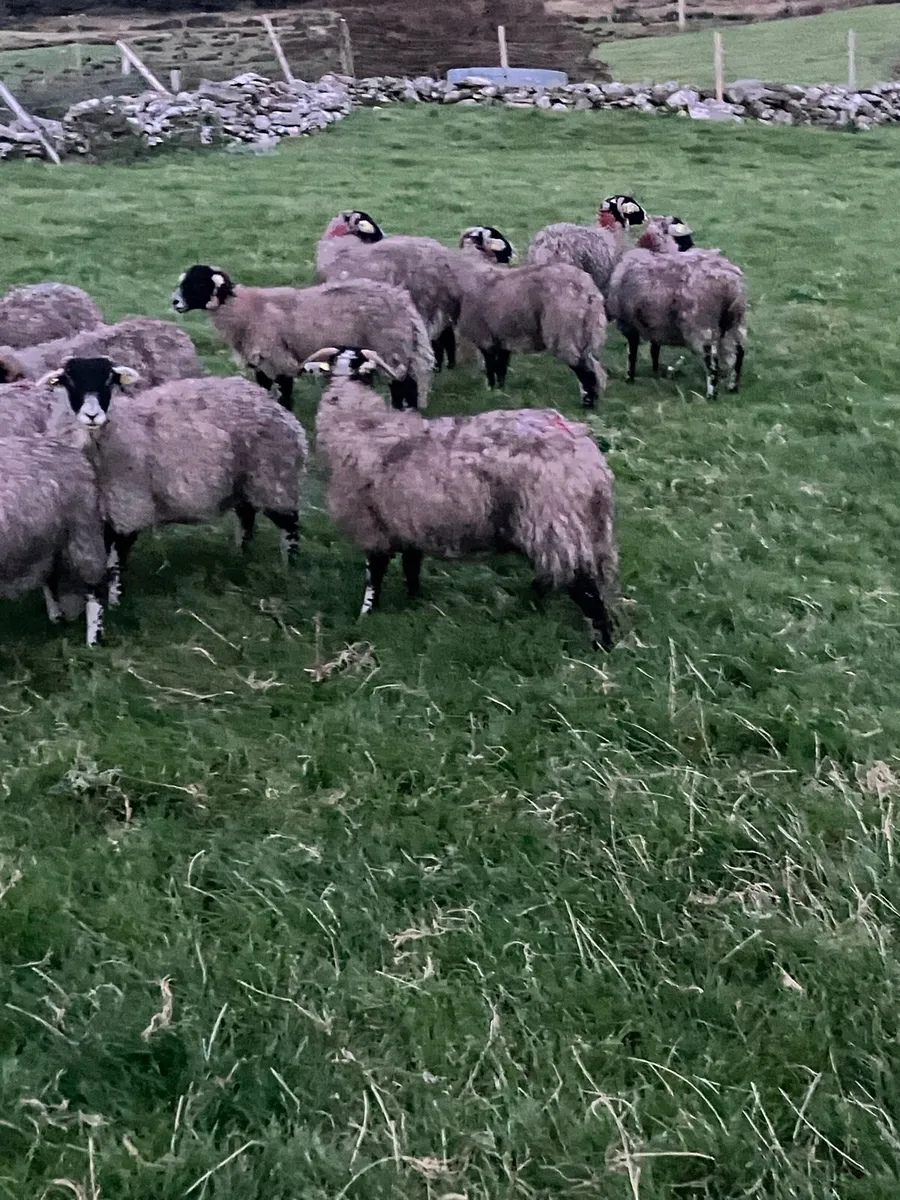 Swaledale ewe lambs - Image 4