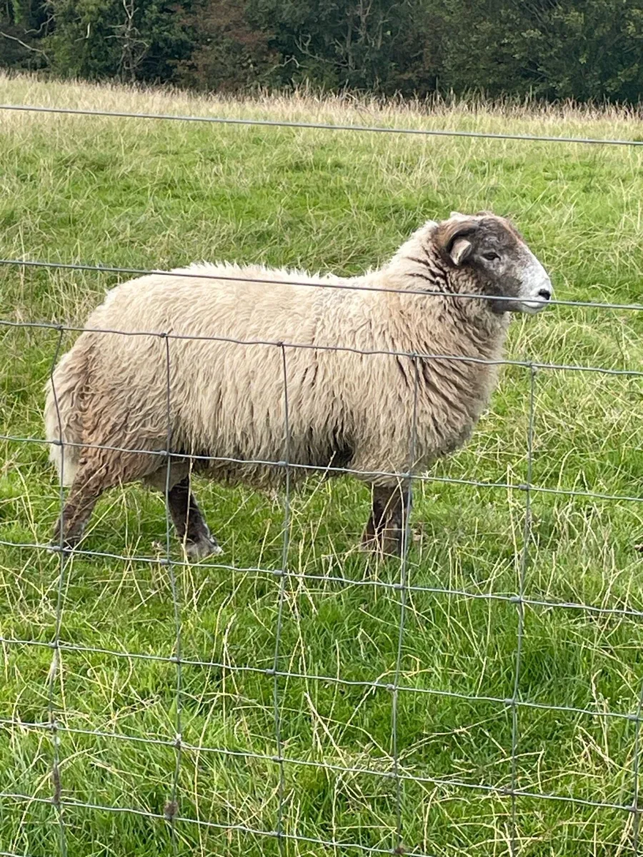 Store ram lamb - Image 1