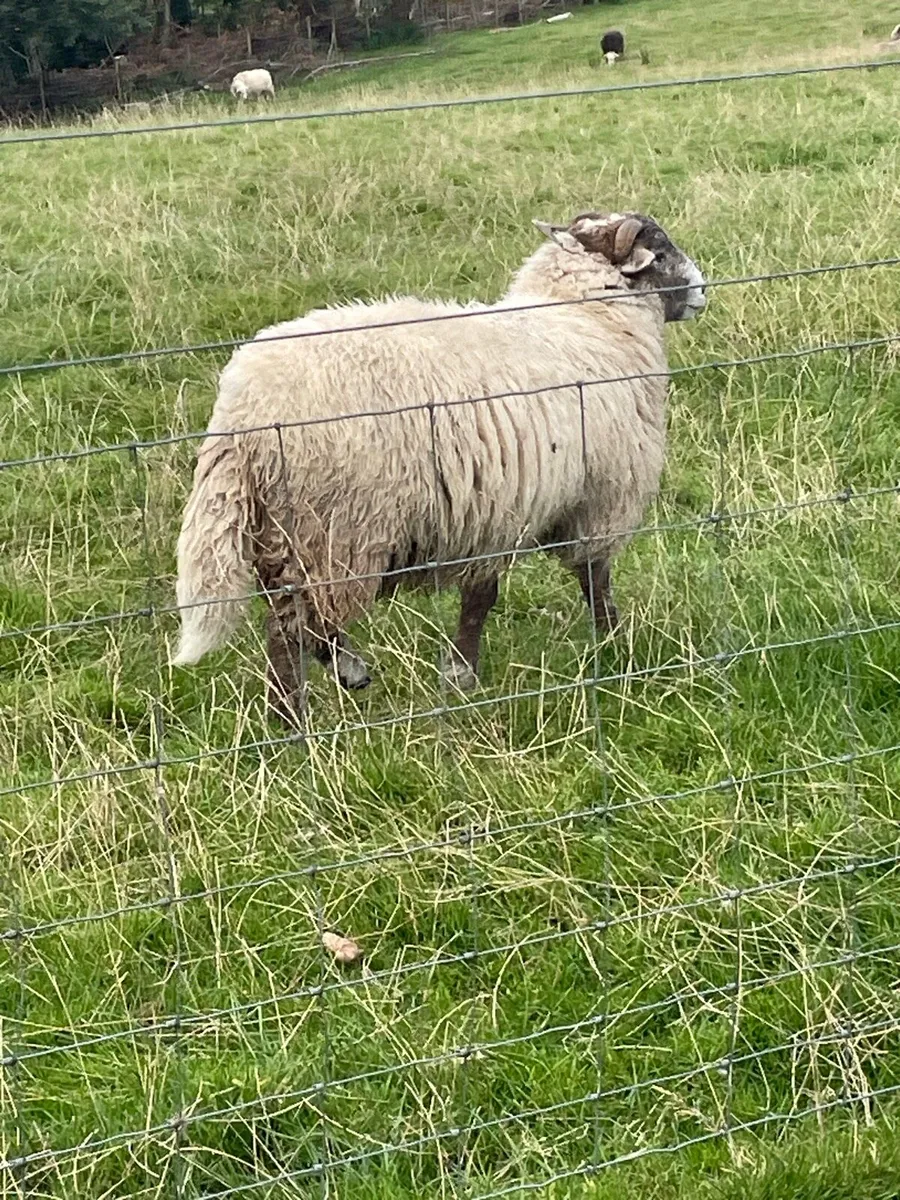 Store ram lamb - Image 2