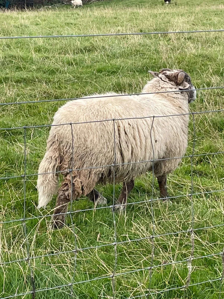 Store ram lamb - Image 3