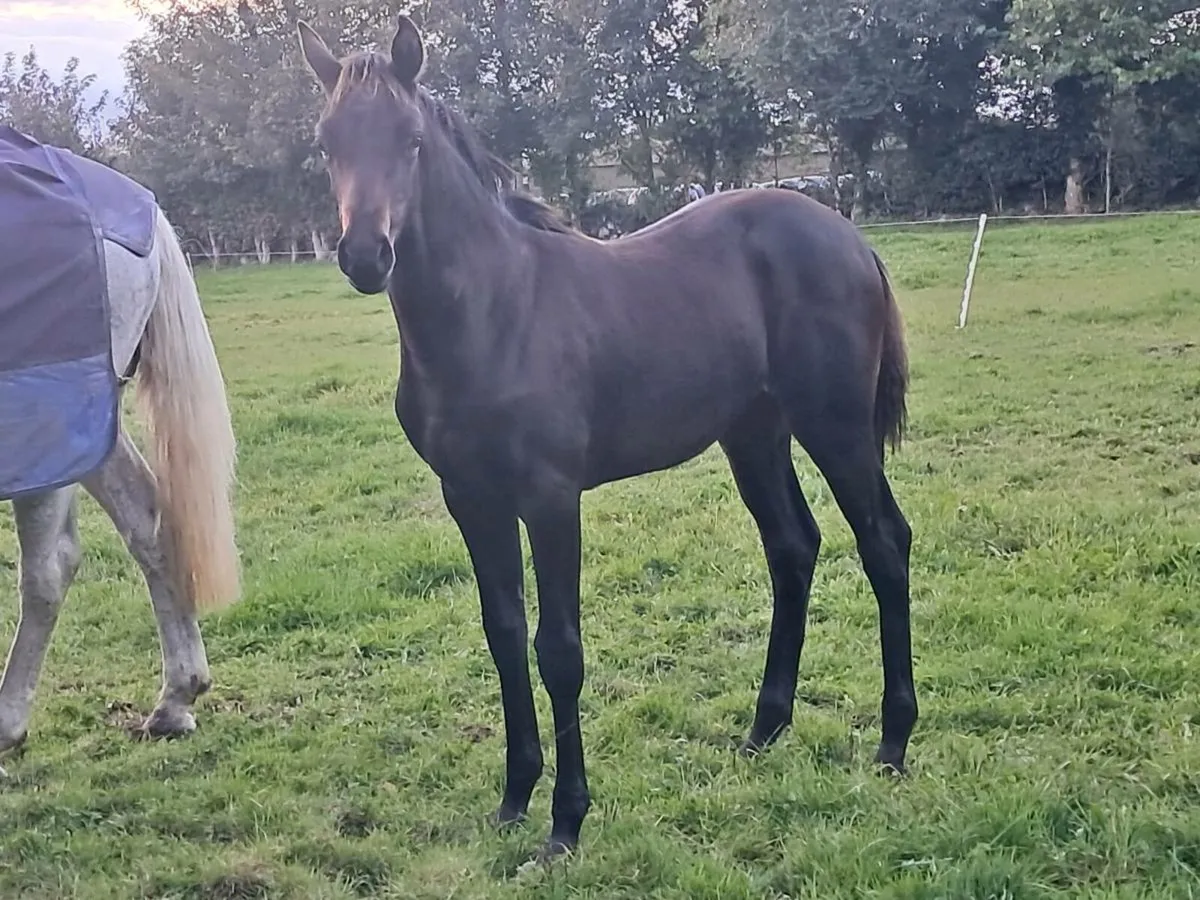Carrera Colt foal & Diarado Filly Foal - Image 4