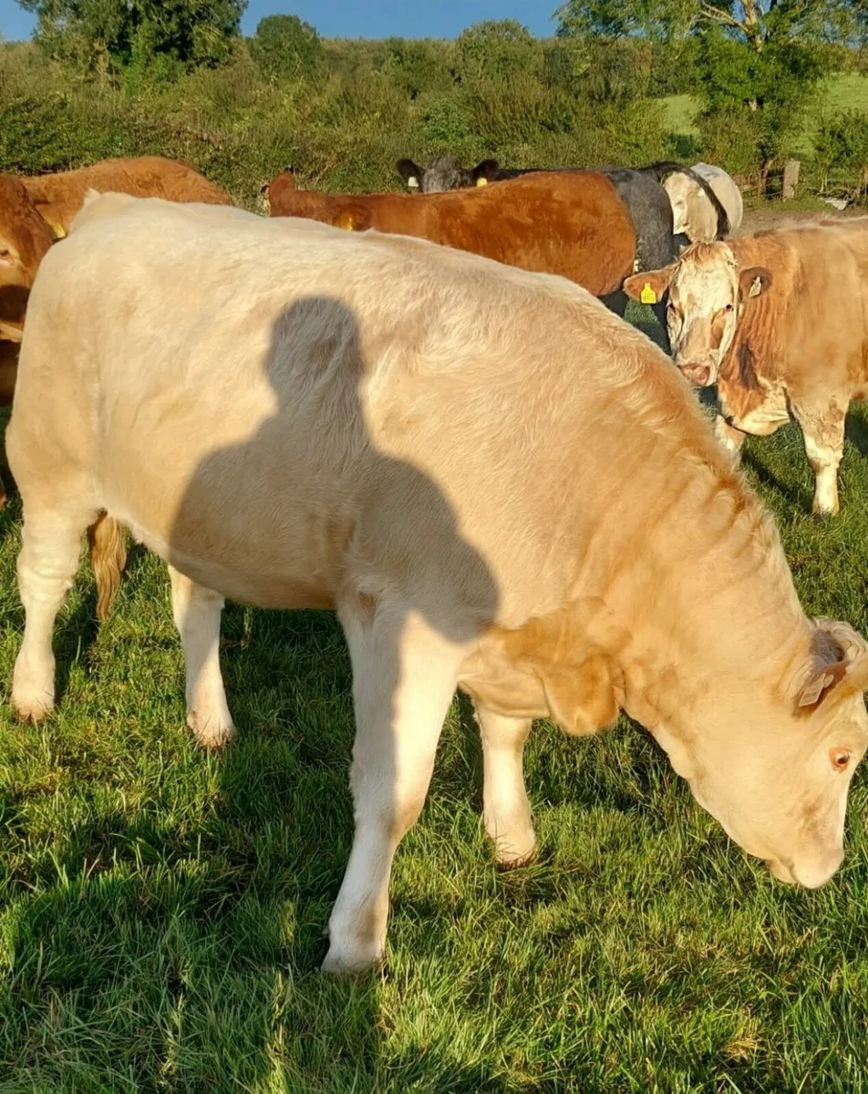 Heifers - Carnaross Mart 25th Sept. - Image 2