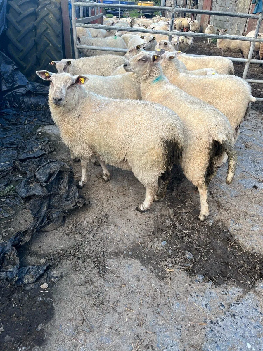 ewe lambs - Image 2