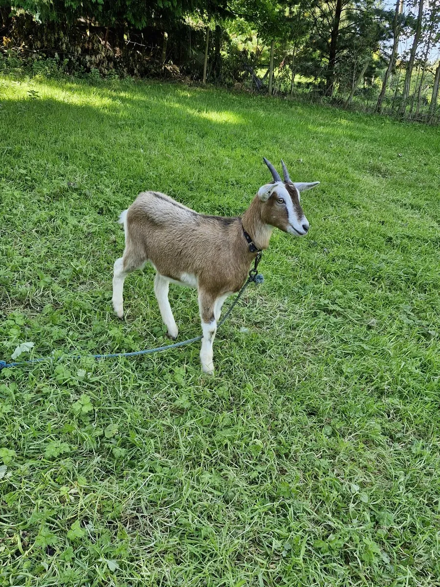 8 Female Kid Goats - Image 2
