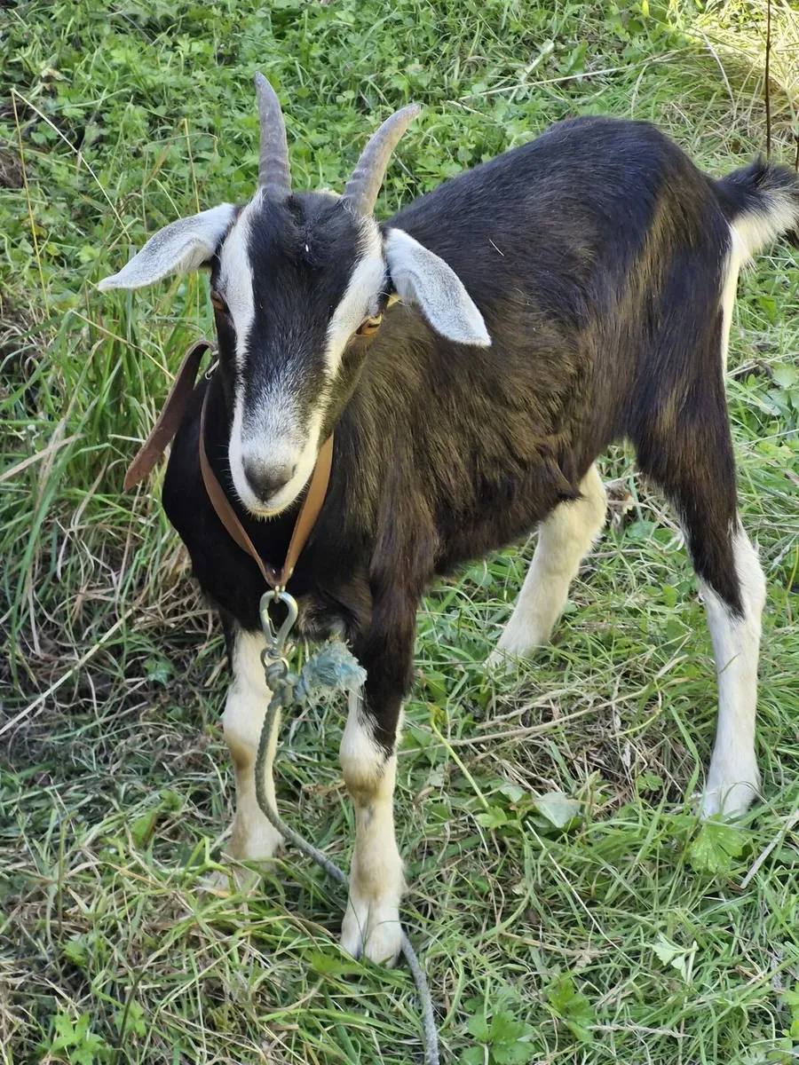 8 Female Kid Goats - Image 3