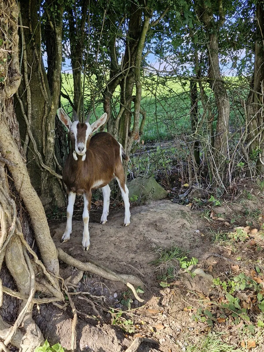 8 Female Kid Goats - Image 1