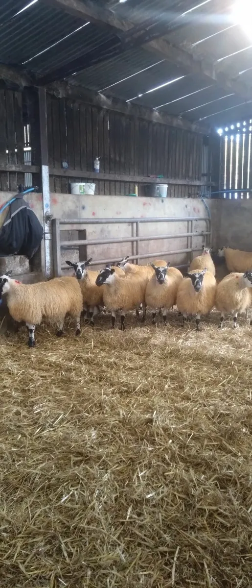 Mule texel suffolk ewe lambs - Image 3