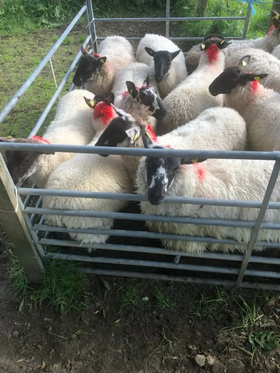 Suffock X Mule Lambs - Image 1