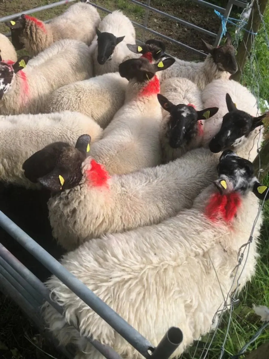 Suffock X Mule Lambs - Image 2