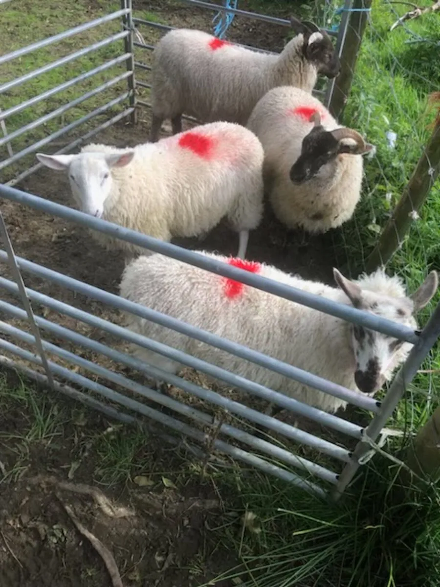 Suffock X Mule Lambs - Image 3