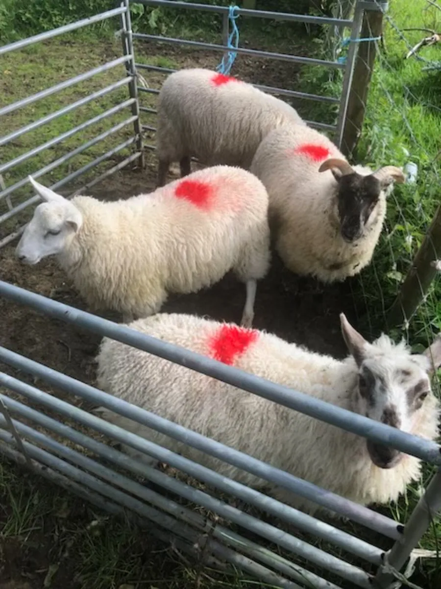 Suffock X Mule Lambs - Image 4
